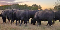 30 Angus Cows w/ 19+ Calves... Central TX