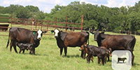 7 Angus & BWF 1st-Calf Pairs... Central TX