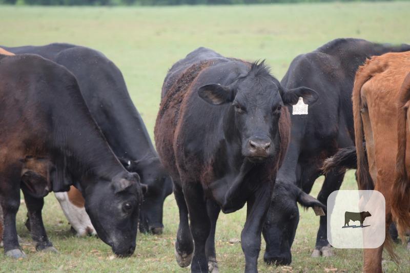 Cattle Range Listing Photo