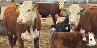 45 Hereford Pairs... S. Central ND ~ FD