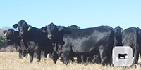 10 Brangus Bred Heifers... Central TX
