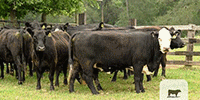 45 Angus & BWF Cows... Central TX
