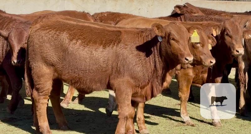 Cattle Range Listing Photo