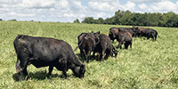 40 Angus Cows... SW Missouri