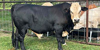 1 Angus/Braford Bull... Southeast TX