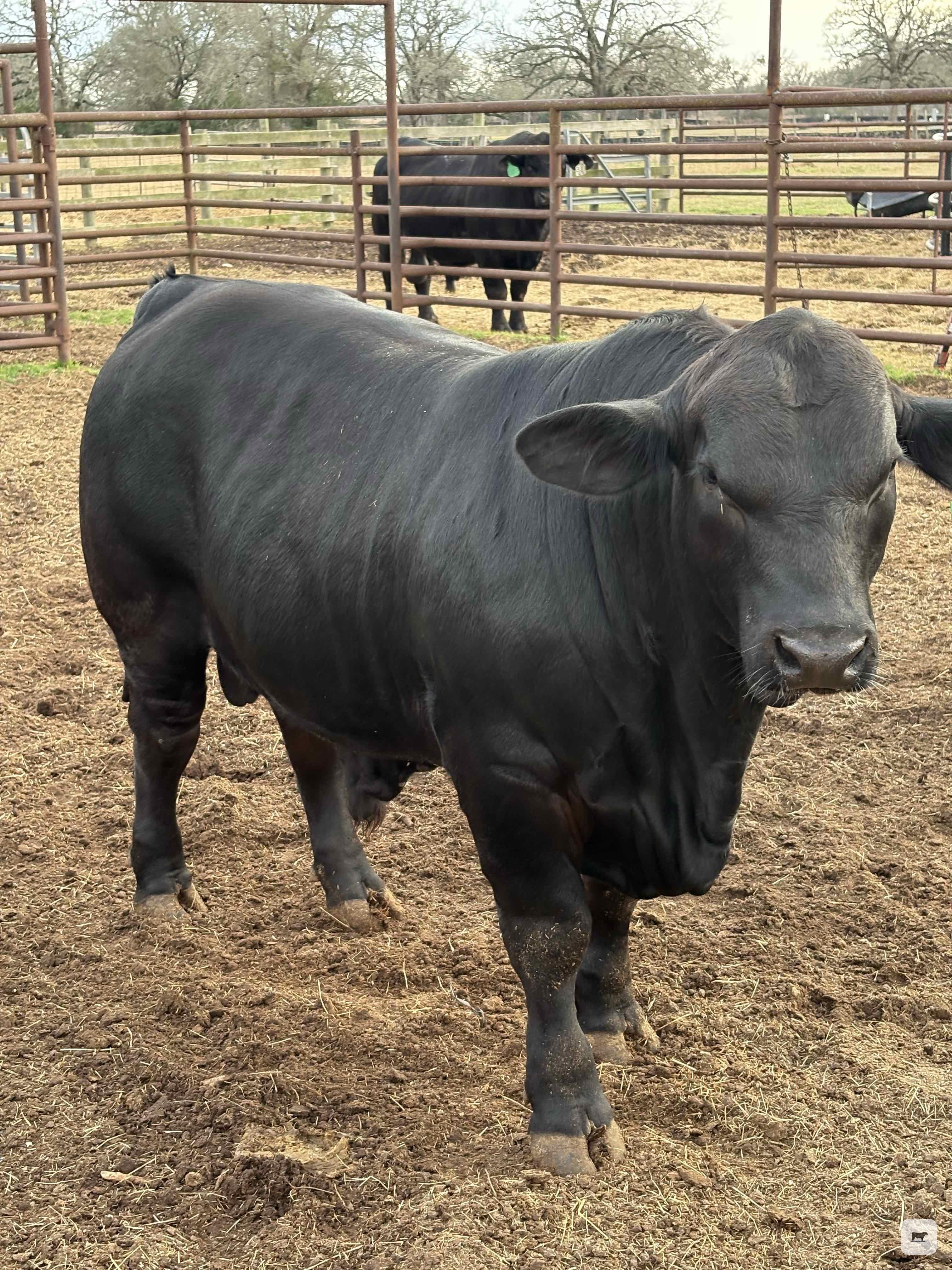 Cattle Range Listing Photo