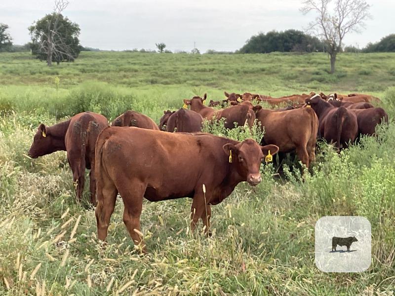 Cattle Range Listing Photo