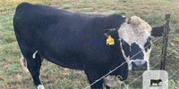 1 Black Hereford Bull... Northeast AL