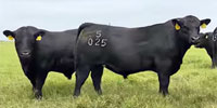 25 Angus Bulls... Southwest MO