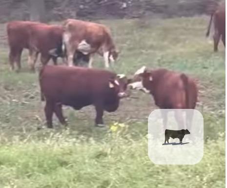 Cattle Range Listing Photo