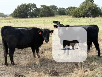 Cattle Range Listing Photo