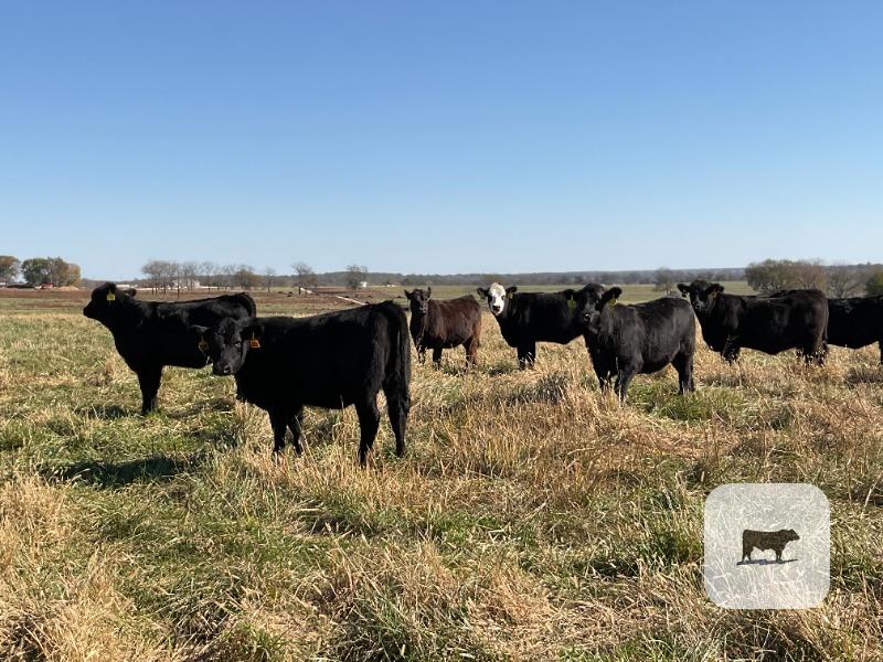 Cattle Range Listing Photo