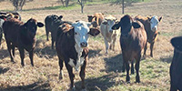 15 Brahman Cross Bred Heifers... Central TX
