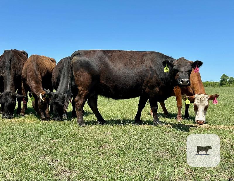 Cattle Range Listing Photo