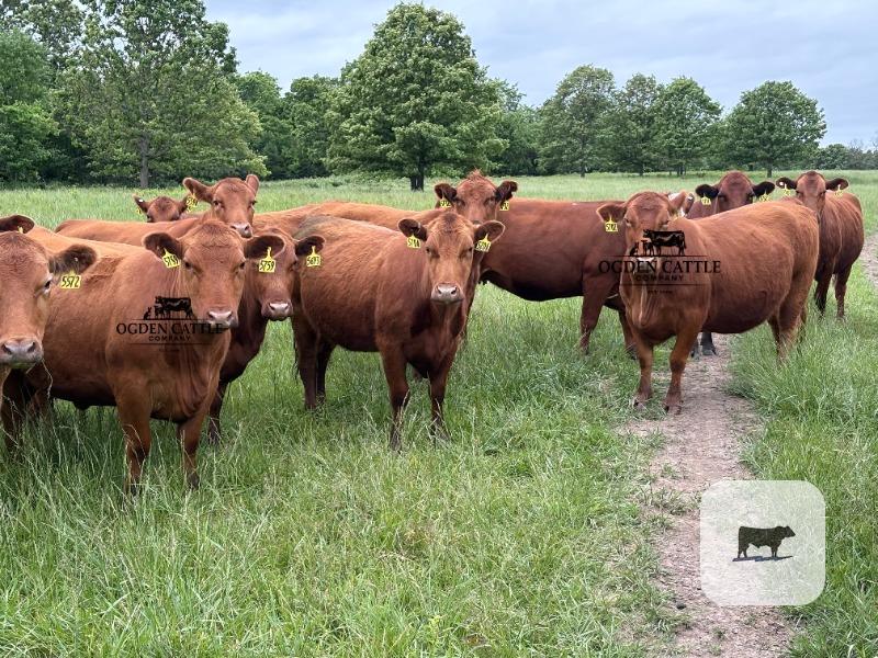 Cattle Range Listing Photo