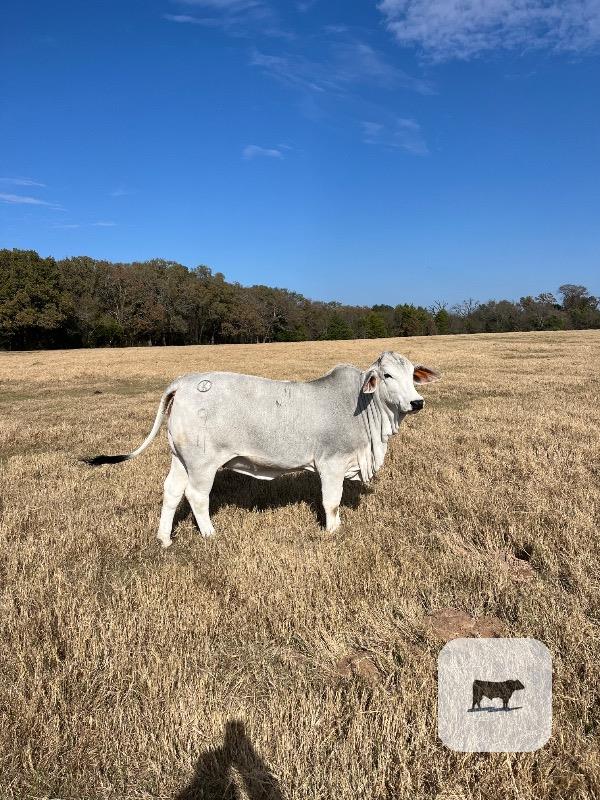 Cattle Range Listing Photo