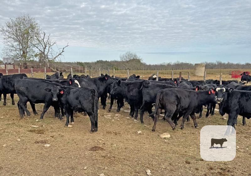 Cattle Range Listing Photo