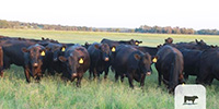 50 Angus Bred Heifers... Central TX