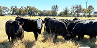 13 Angus & BWF Bred Heifers... Central TX