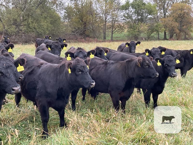 Cattle Range Listing Photo