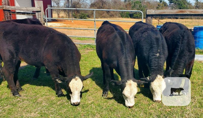 Cattle Range Listing Photo