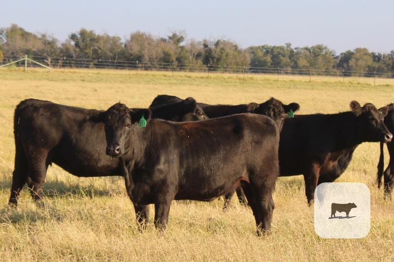 Cattle Range Listing Photo