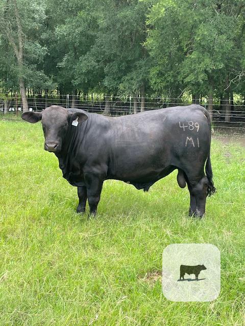 Cattle Range Listing Photo