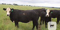 33 Angus Cross 'BWF'  Bred Heifers... Central TX
