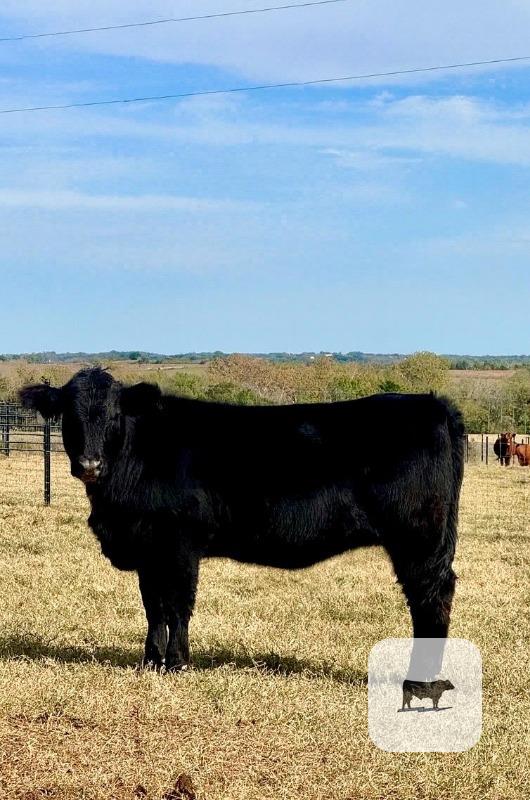 Cattle Range Listing Photo