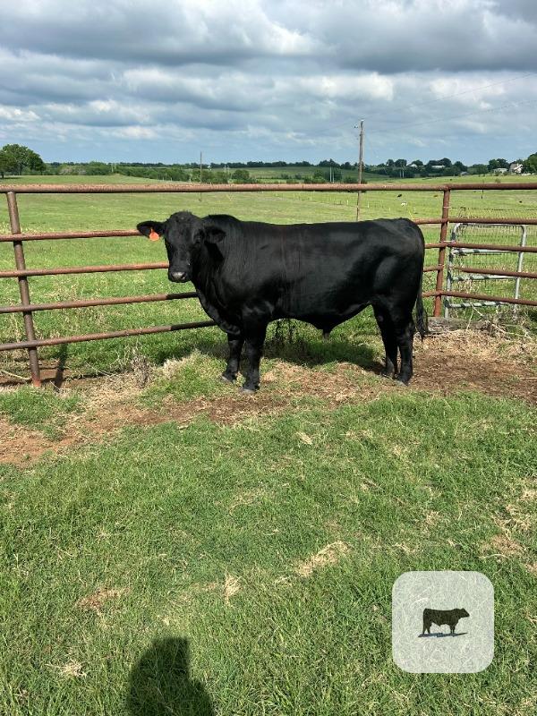 Cattle Range Listing Photo