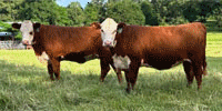 7 Reg. Hereford Rep. Heifers... Northeast TX