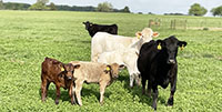 35 Angus, BWF, Red Angus, RWF, & Charolais Cross Pairs... Southwest MO