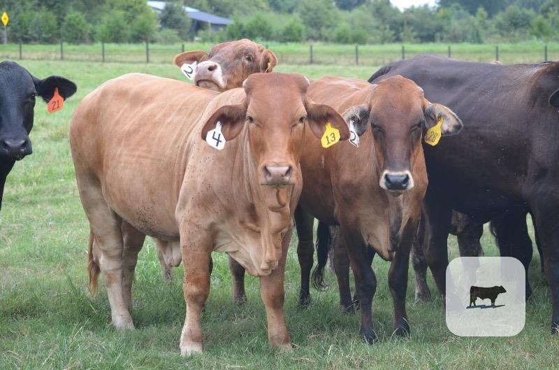 Cattle Range Listing Photo