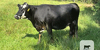75 Angus, BWF & RWF Cows... Southeast AL