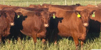 79 Red Angus Bred Heifers... North TX