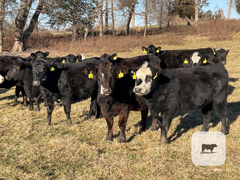 Cattle Range Listing Photo