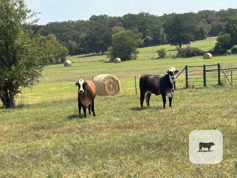 Cattle Range Listing Photo