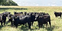 80 Angus & Black Baldy Rep. Heifers... Southwest MO