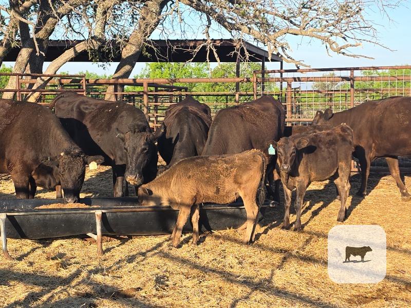 Cattle Range Listing Photo