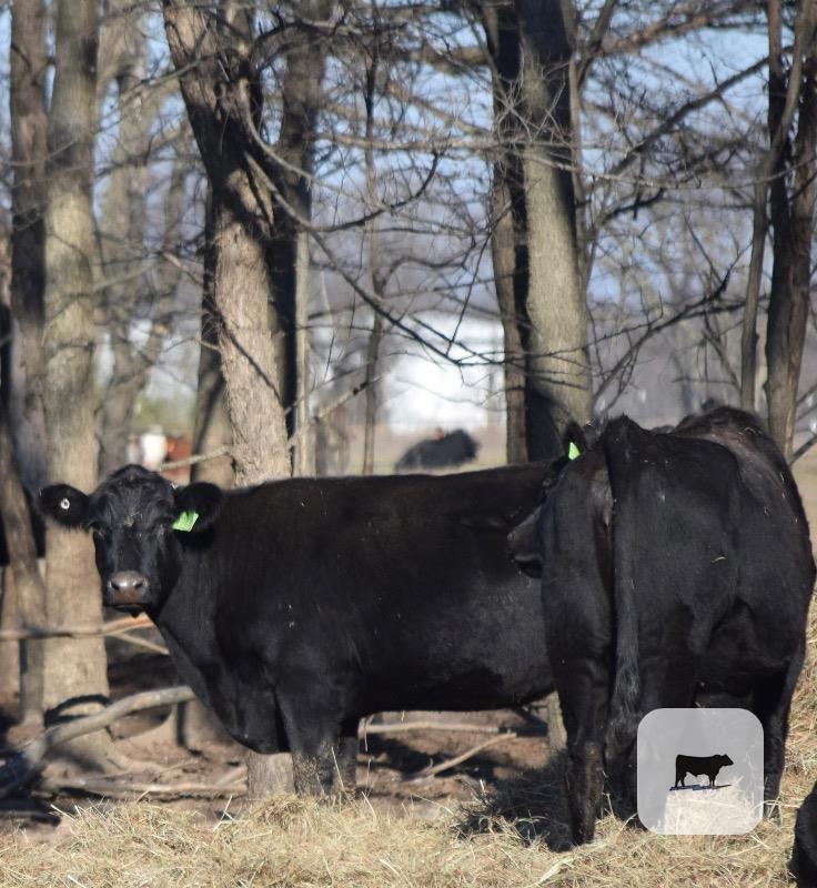 Cattle Range Listing Photo
