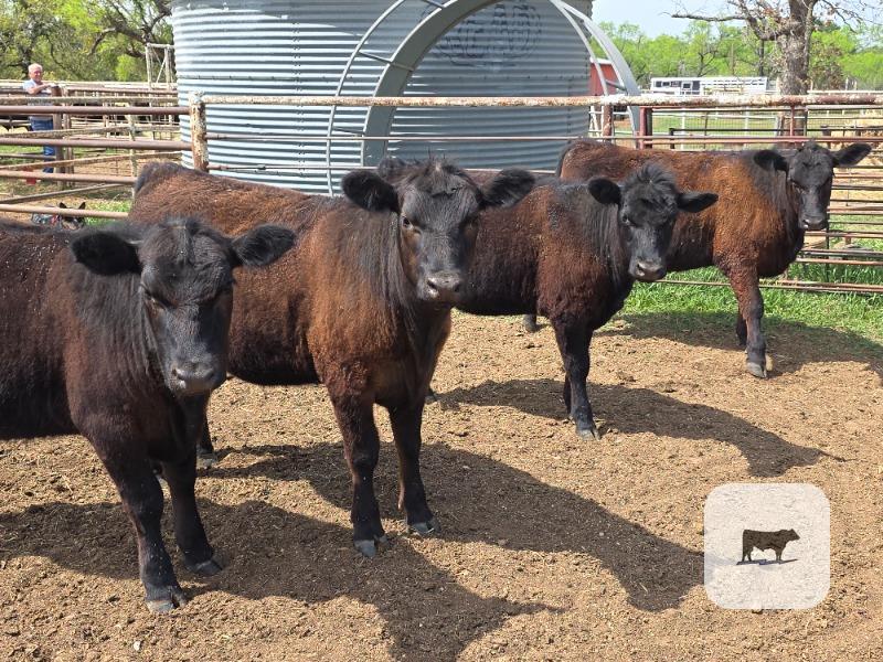 Cattle Range Listing Photo