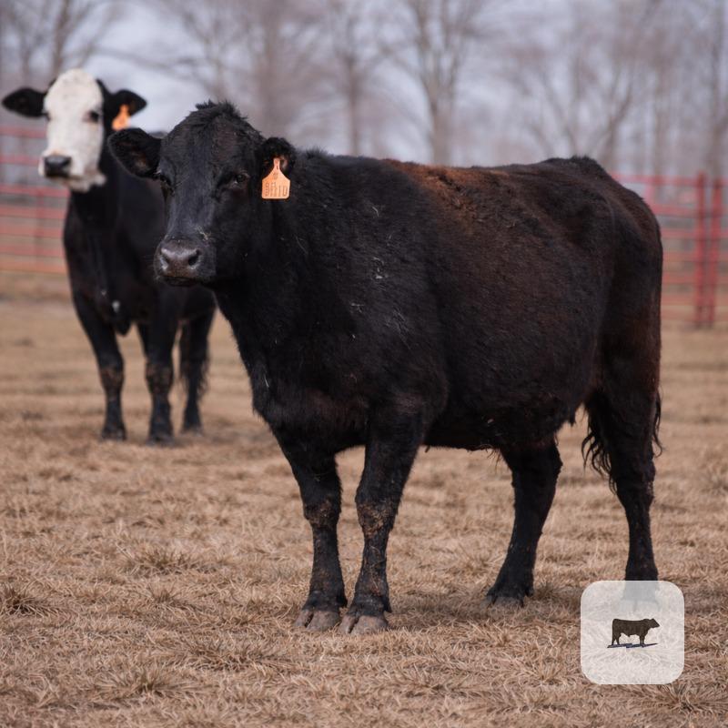 Cattle Range Listing Photo