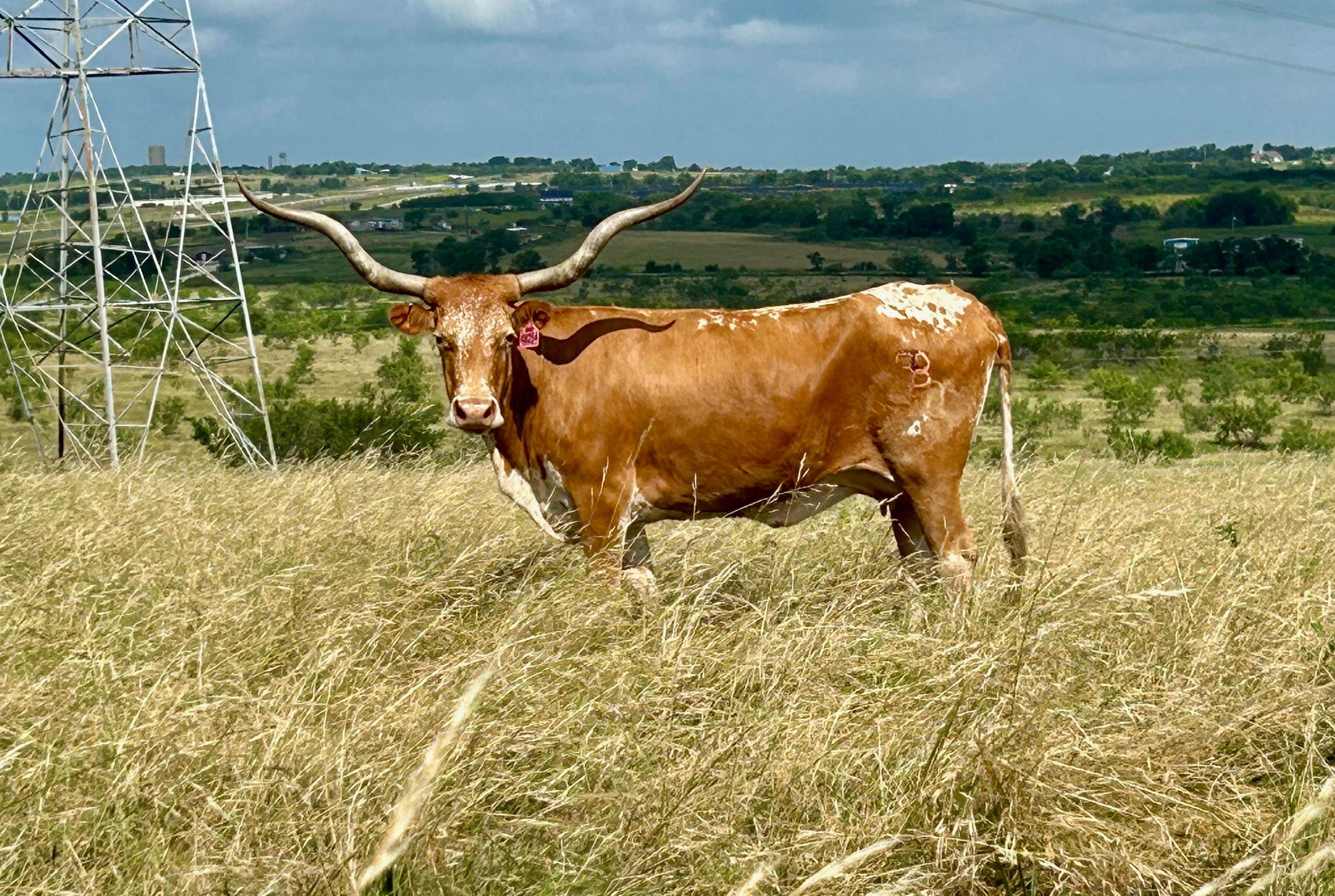 Cattle Range Listing Photo