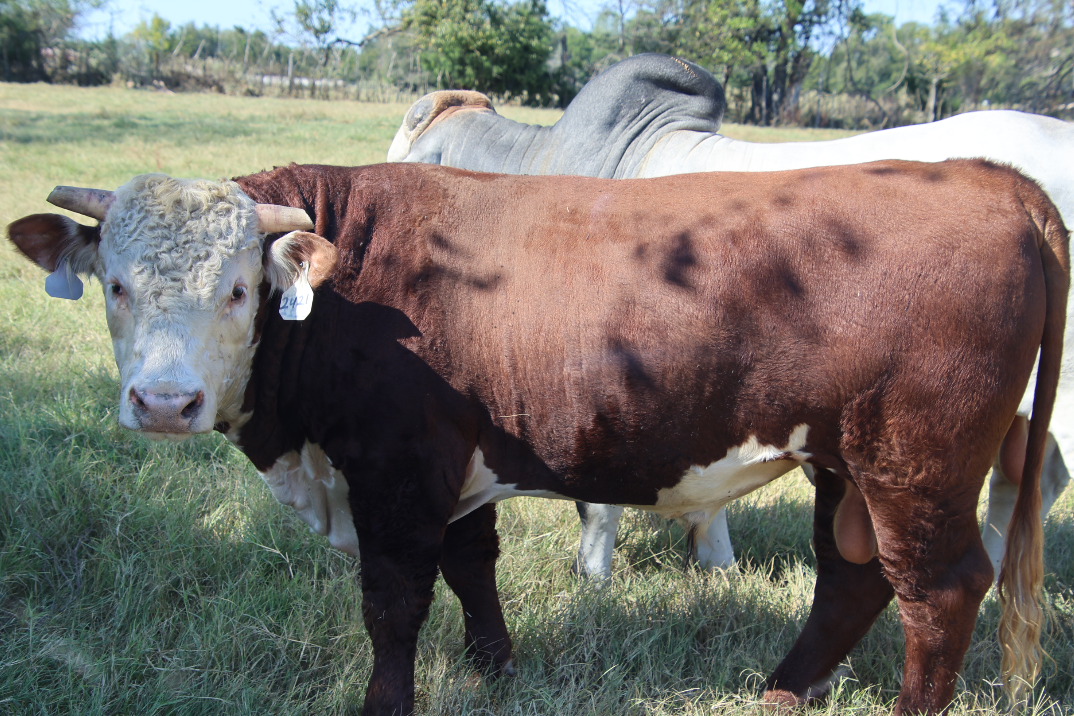 Cattle Range Listing Photo 2