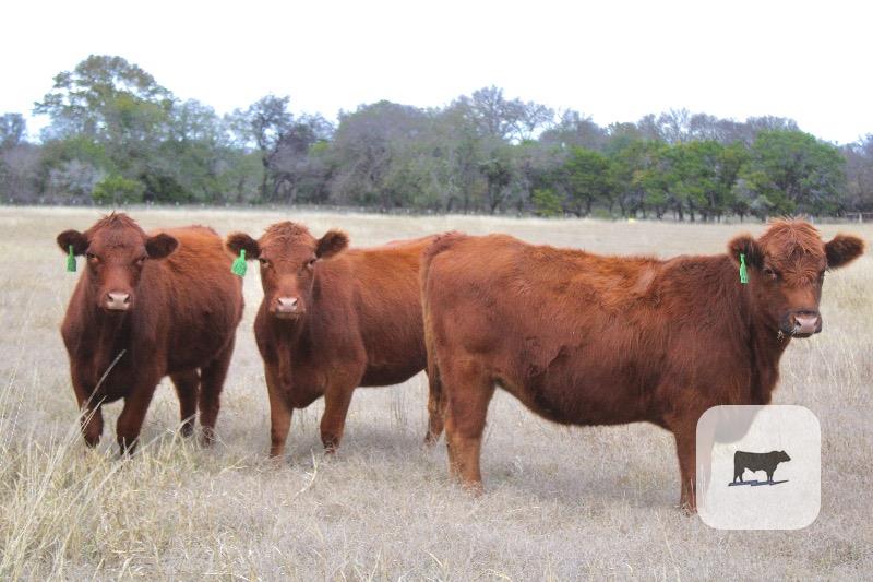 Cattle Range Listing Photo