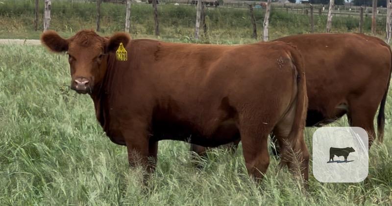 Cattle Range Listing Photo