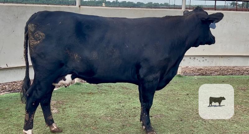 Cattle Range Listing Photo