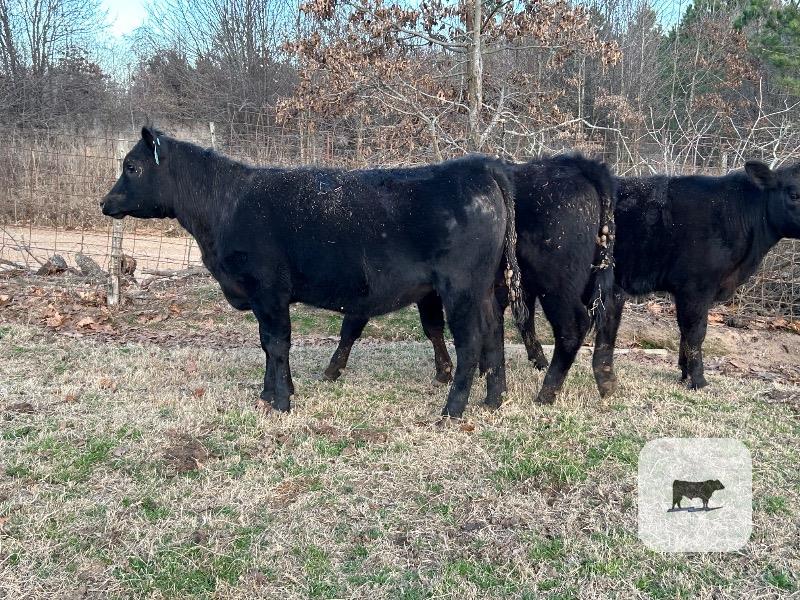 Cattle Range Listing Photo