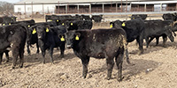 90 Angus & Black Baldy Rep. Heifers... Southwest MO