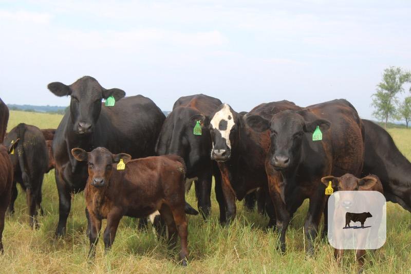Cattle Range Listing Photo